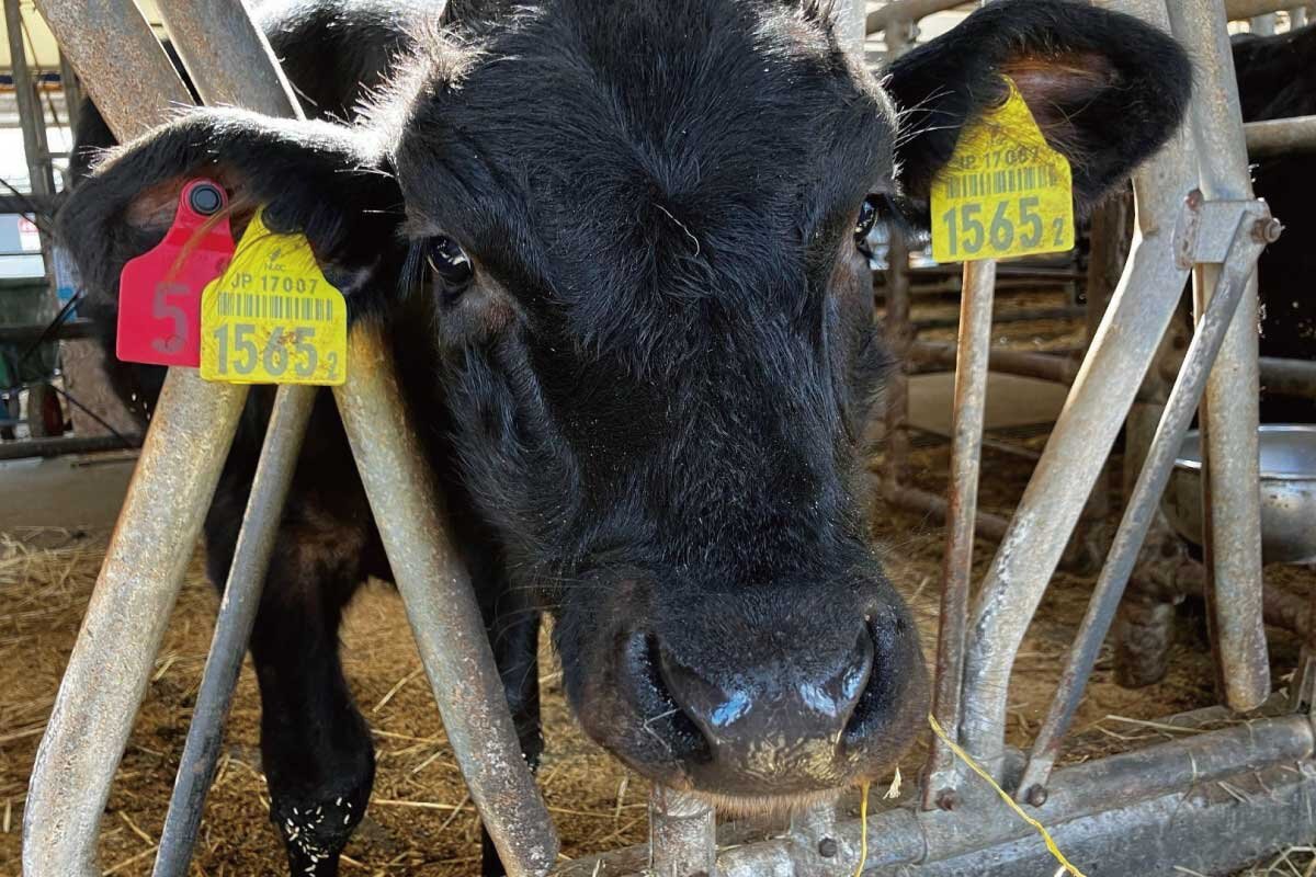 導入後の活用と効果：グループ学習の深化とデータ駆動型教育への第一歩